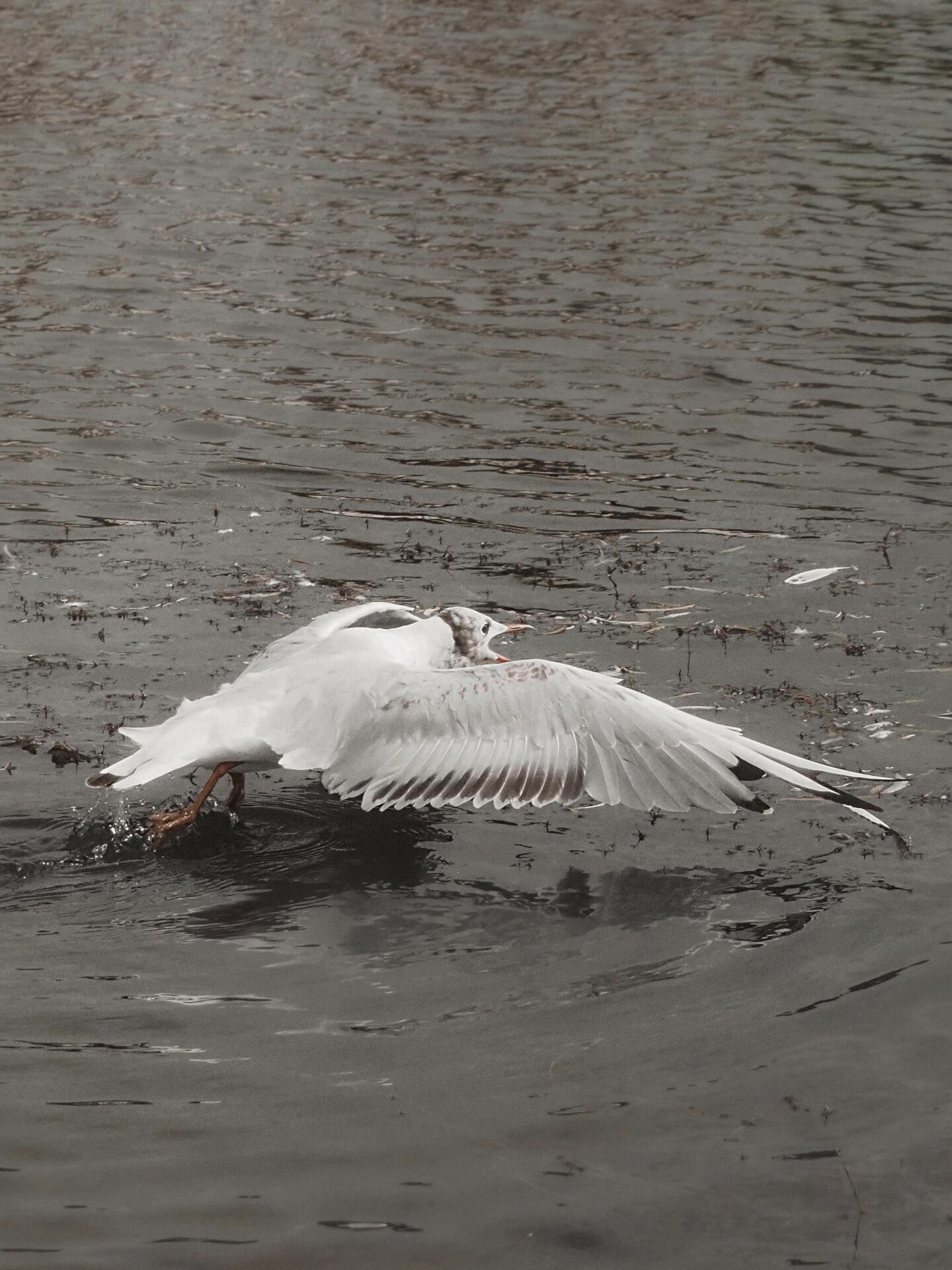 A picture of a bird taken by @evesaraeden.