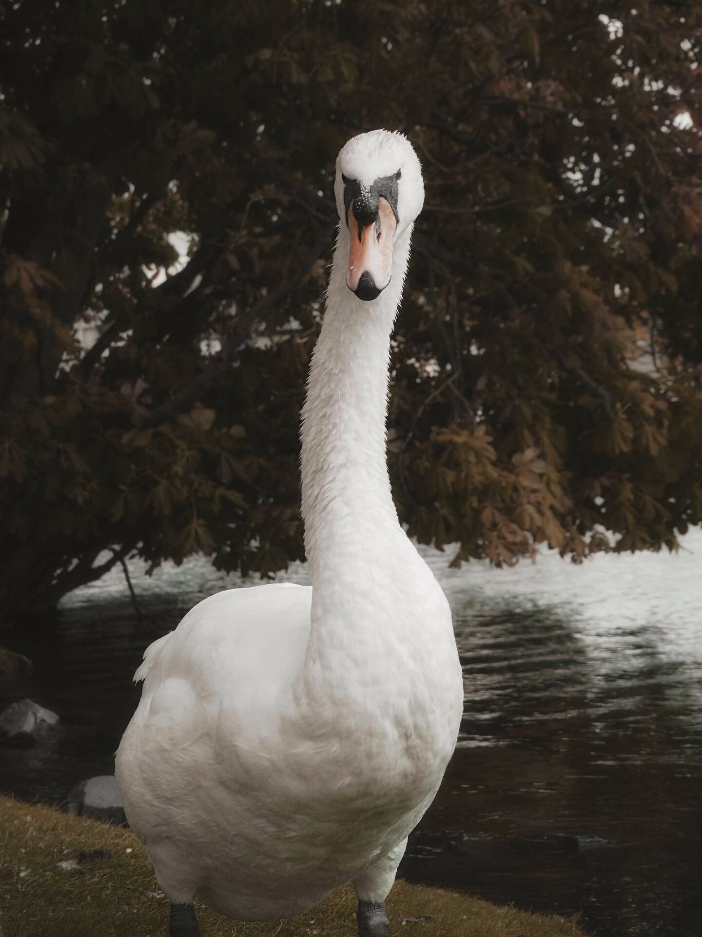 A picture of a swan at Haggerston Castle Holiday Park that Eve Sara took.