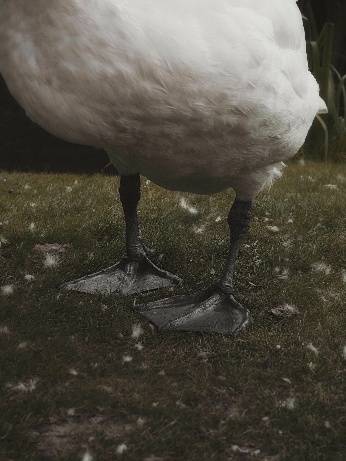 A close up picture of a swans feet at Haggerston Holiday Park, taken by @evesaraeden.