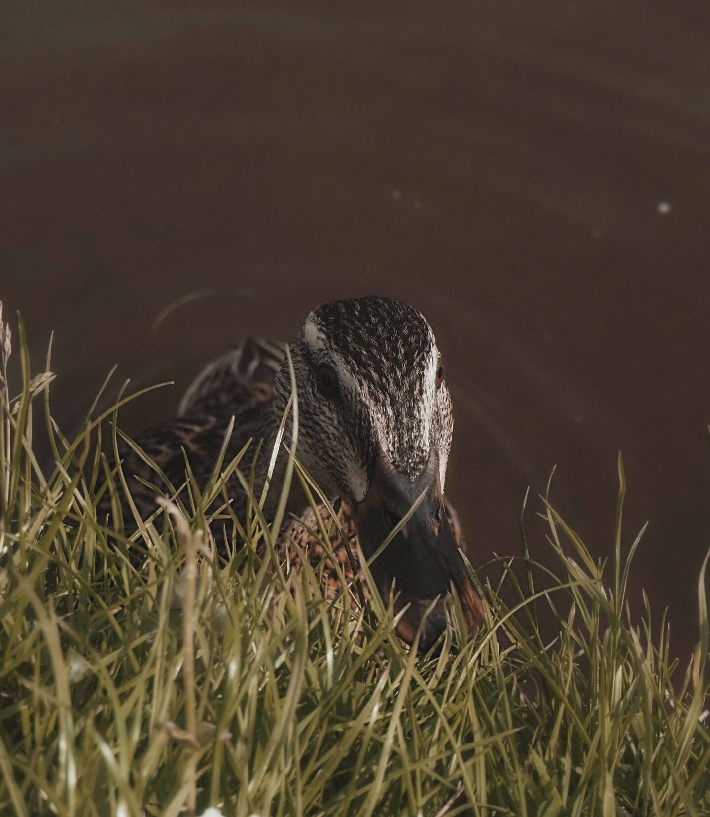 A picture taken by @evesarseden at Haggerston of a duck.