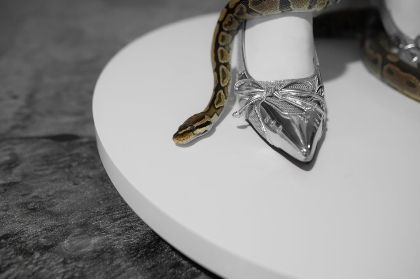 A close up picture of Eve Sara's foot with her snake Anubis, modelling the Astra Arch Sneaker Heels from Asyllum.