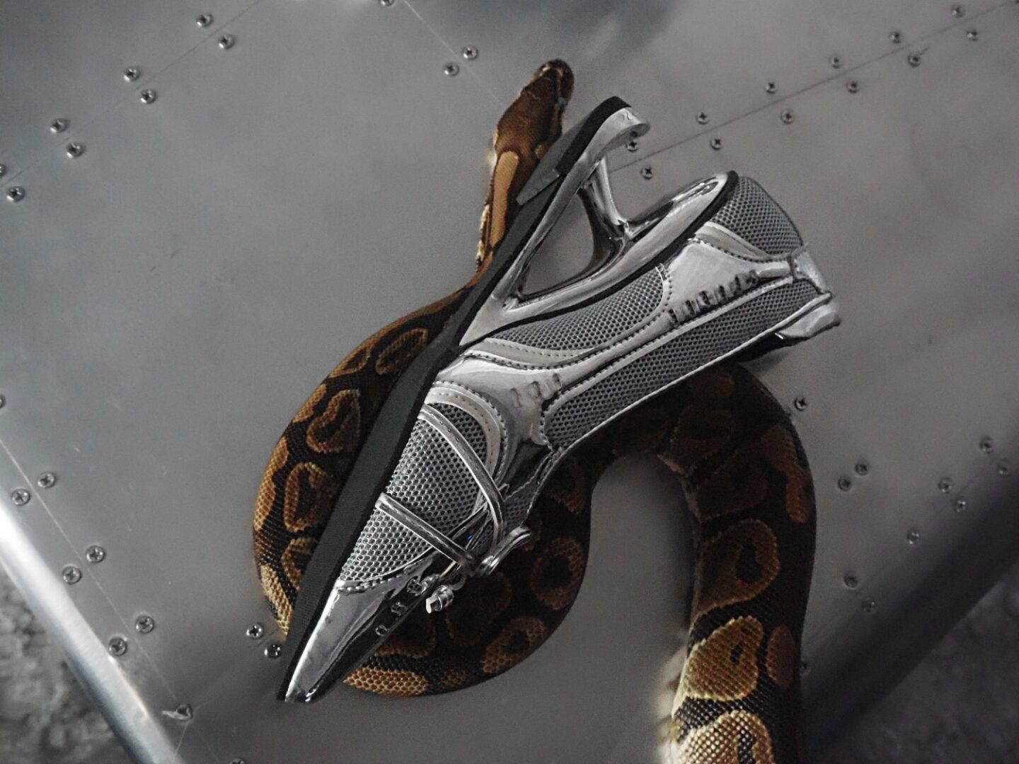 A picture of one of Eve Sara's snakes, Anubis modelling the Astra Arch Sneaker Heels from Asyllum.